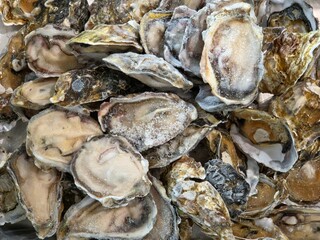  a pile of frozen oysters, specifically identified as Bluff oysters (also known as dredge oysters or Chilean oysters)