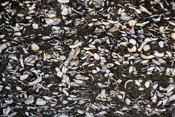 Conquina shells on the beach