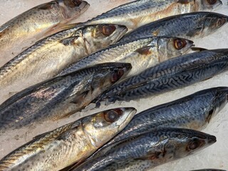 several whole mackerel on a bed of ice.