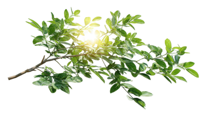 Backlit Green Branch with Sunlight