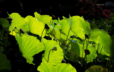 Close-up of backlit lotus leaves and seed pods shining translucently in the summer sunlight
