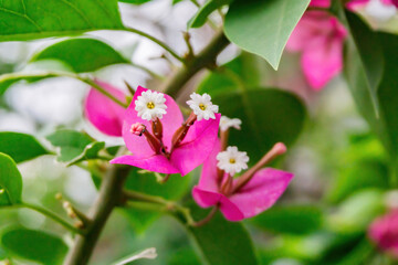 Close-up of vibrant pink bougainvillea flowers or 