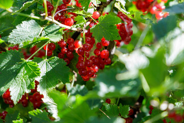 Ripe Redcurrants on a Bush