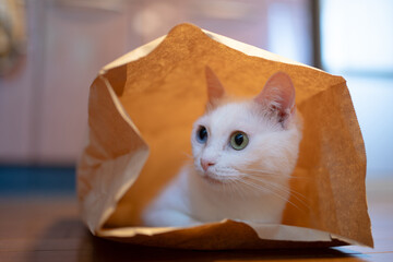紙袋に入った猫