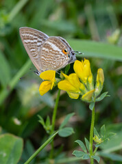 Lampides boeticus, the pea blue, or long-tailed blue on lotus corniculatus blossom