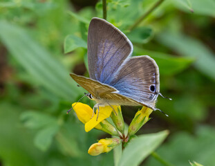 Lampides boeticus, the pea blue, or long-tailed blue on lotus corniculatus blossom