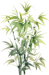 Obraz premium Vector watercolor painted bamboo. Hand drawn flower design elements isolated on white background.