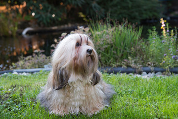 Havaneser sitzt zuhause im Garten