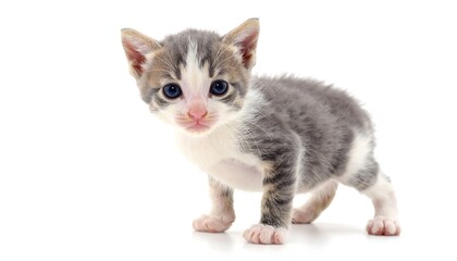 Obraz premium Small kitten, standing, looking directly at camera