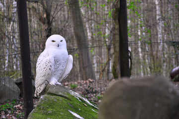 Ostrava - Zoo - Wspaniała sowa śnieżna, siedząca majestatycznie na porośniętej mchem skale na tle lasu i ochronnego ogrodzenia, prezentująca swoje ostre,  rysy i śnieżnobiałe upierzenie. © Pol Badger