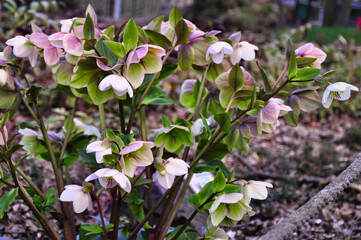 Żywa ekspozycja kwiatów ciemiernika, prezentujących swoje różowe kwiaty pośród bujnej zieleni. Ten spokojny ogród oddaje esencję wiosny i kwiatowego piękna natury. © Pol Badger