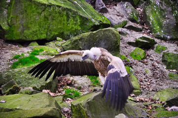 Ostrava - Zoo -Sęp płowy pewnie lądujący na pokrytych mchem skałach, prezentujący majestatyczną postawę w otoczeniu żywej, dzikiej przyrody. © Pol Badger