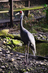 Pełen gracji żuraw stojący nad spokojnym strumieniem, otoczony bujną zielenią i naturalnymi elementami. Uchwyca piękno natury i dzikiej przyrody w spokojnym i cichym otoczeniu. © Pol Badger