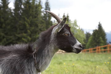 A black and white goat with curved horns is captured in profile against a backdrop of lush greenery...