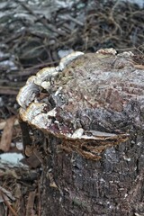 Close-up of Mold on Decaying Tree Stump