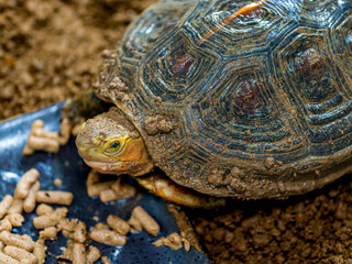 餌を食べるセマルハコガメ