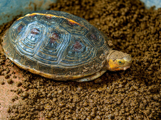 餌を食べるセマルハコガメ
