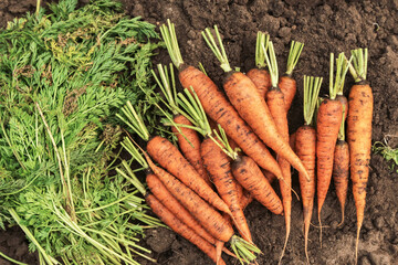 Carrot with green tops. Bunch of organic fresh dirty carrot harvest in garden on ground
