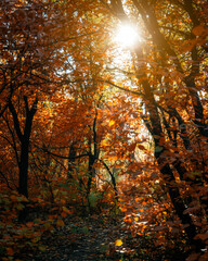 Autumn landscape with a forest path. Beautiful forest shot on a sunny autumn day. Outdoor recreation.
