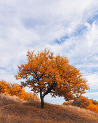 Autumn landscape with a forest path. Beautiful forest shot on a sunny autumn day. Outdoor...