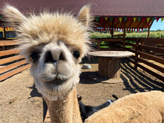 Portrait of a funny alpaca on a farm
