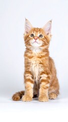 Obraz premium Charming Ginger Kitten with White Chest Sitting Upright