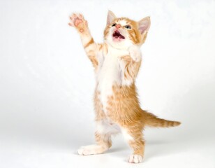 Ginger Kitten Reaching Up for a Gentle High‑Five
