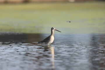 The black-tailed godwit (Limosa limosa melanuroides) is a large, long-legged, long-billed shorebird. This photo was taken in Japan.