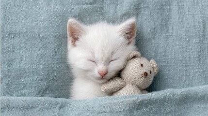 White Kitten Sleeping With Teddy Bear On Blue Blanket. Cozy And Adorable Pet Moment