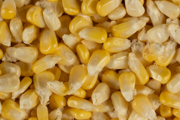 Fresh Raw Corn Kernels Macro Top View Texture