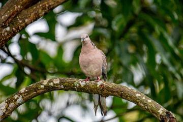 Based on the image you uploaded, this is likely a spotted dove (Spilopelia chinensis). These birds are known for their pinkish-brown bodies with a distinctive black and white checkered patch.