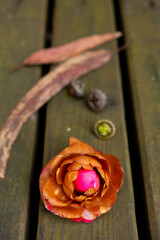 Camellia japonica. Autumn arrangement of brown leaf, seed pod, and orange flower on rustic wooden surface