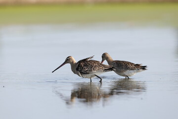 The black-tailed godwit (Limosa limosa melanuroides) is a large, long-legged, long-billed shorebird. This photo was taken in Japan.