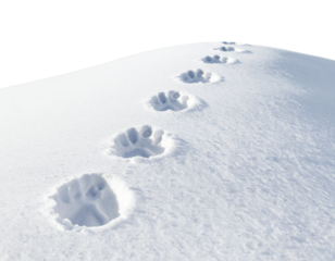 Animal Paw Prints in Winter Snow, Curved Pattern, Transparent PNG