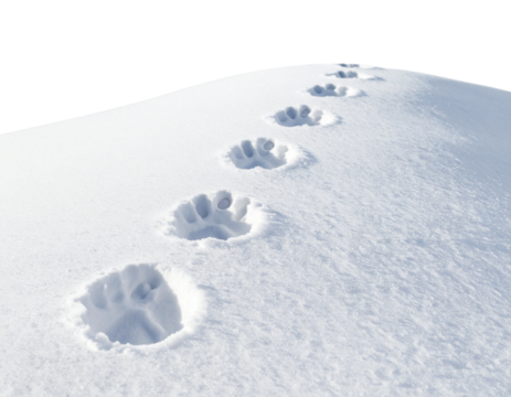 Animal Paw Prints in Winter Snow, Curved Pattern, Transparent PNG