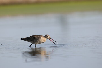 The black-tailed godwit (Limosa limosa melanuroides) is a large, long-legged, long-billed shorebird. This photo was taken in Japan.