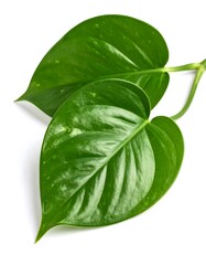 Lush green leaves against a white background