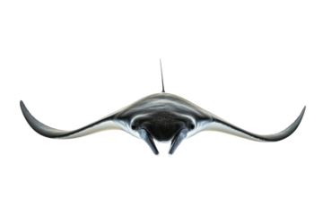 Manta ray swims gracefully, showcasing its elegant wingspan against a pristine white background, emphasizing its unique shape and features