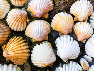 Close up view of vibrant seashells on a rocky surface