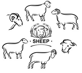 Sheep set. Collection icons sheep. Vector