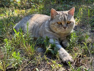 Cute gray cat relaxing in the grass.