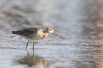 The black-tailed godwit (Limosa limosa melanuroides) is a large, long-legged, long-billed shorebird. This photo was taken in Japan.