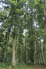 Agathis dammara