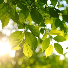 Lush green leaves bathed in sunlight (3)