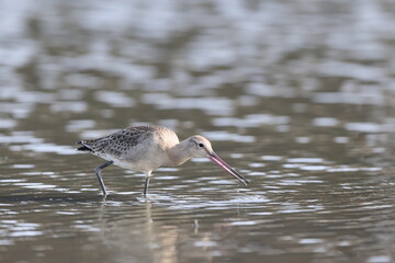 The black-tailed godwit (Limosa limosa melanuroides) is a large, long-legged, long-billed shorebird. This photo was taken in Japan.