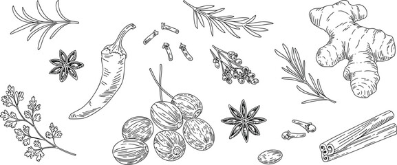 Herbs and spices cad drawing flat vector illustration, rosemary, ginger root, chili pepper, star anise, cloves, coriander, nutmeg, cinnamon stick, peppercorns, botanical sketch design