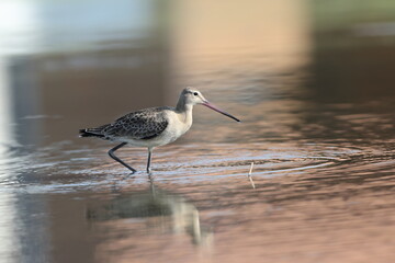 The black-tailed godwit (Limosa limosa melanuroides) is a large, long-legged, long-billed shorebird. This photo was taken in Japan.