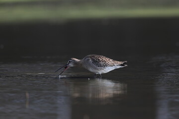 The black-tailed godwit (Limosa limosa melanuroides) is a large, long-legged, long-billed shorebird. This photo was taken in Japan.