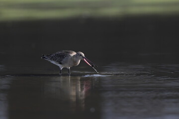 The black-tailed godwit (Limosa limosa melanuroides) is a large, long-legged, long-billed...