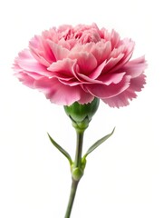 Carnation on White Background